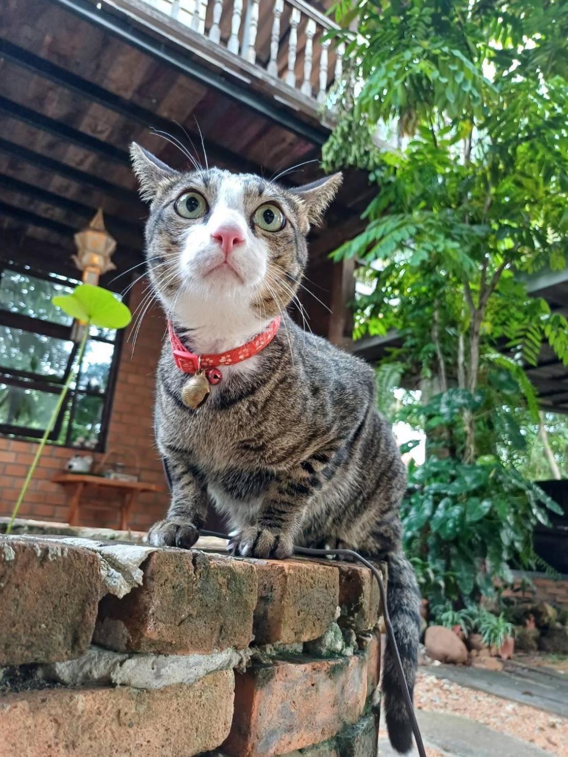 Farm stay Baan Mali